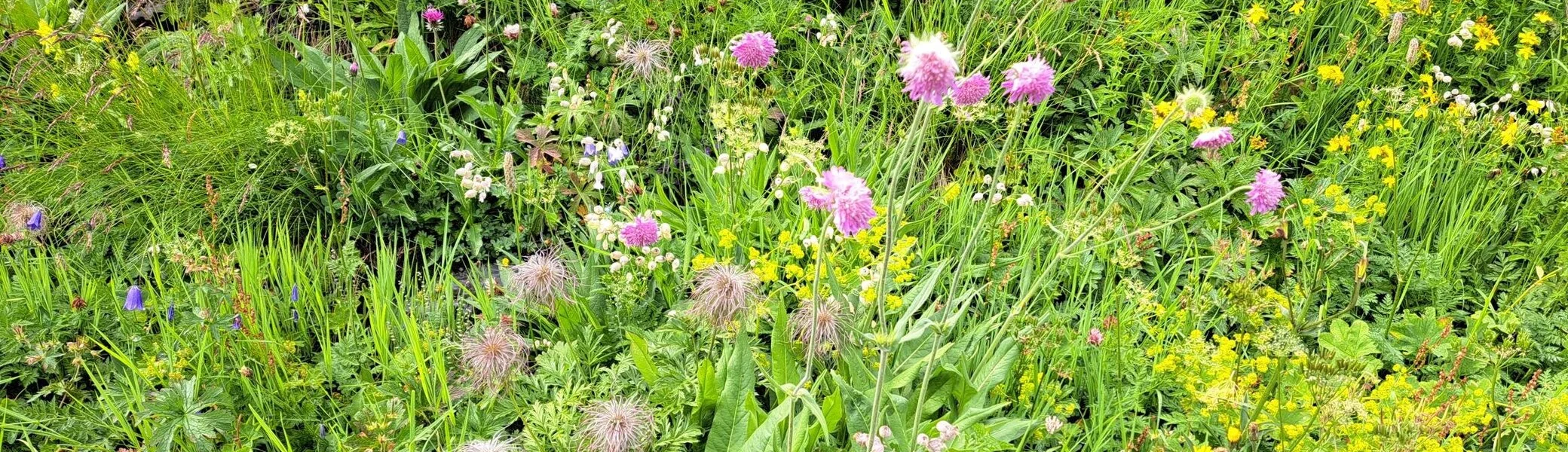 Blütenreiche Vegetation | © DAV C.Ammann