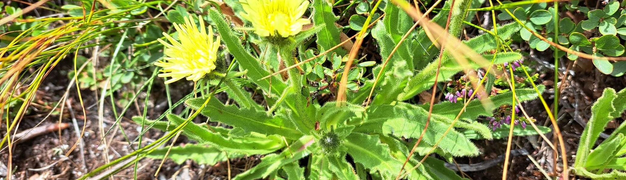 Blütenreichtum | © DAV C.Ammann