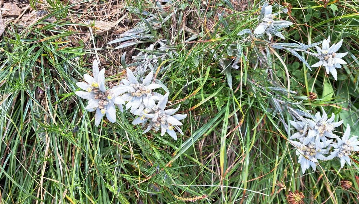 Edelweiß | © DAV C.Ammann