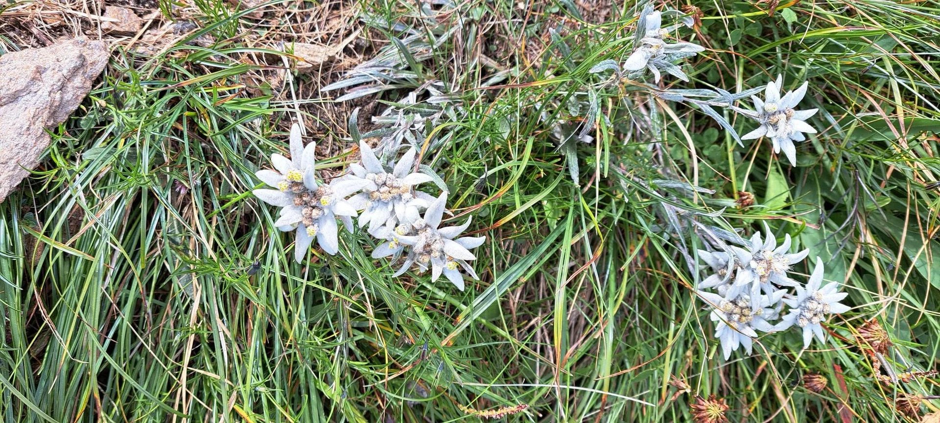 Edelweiß | © DAV C.Ammann