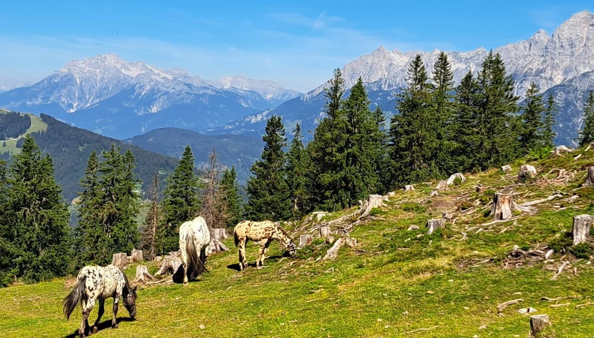 am Almenweg | © privat