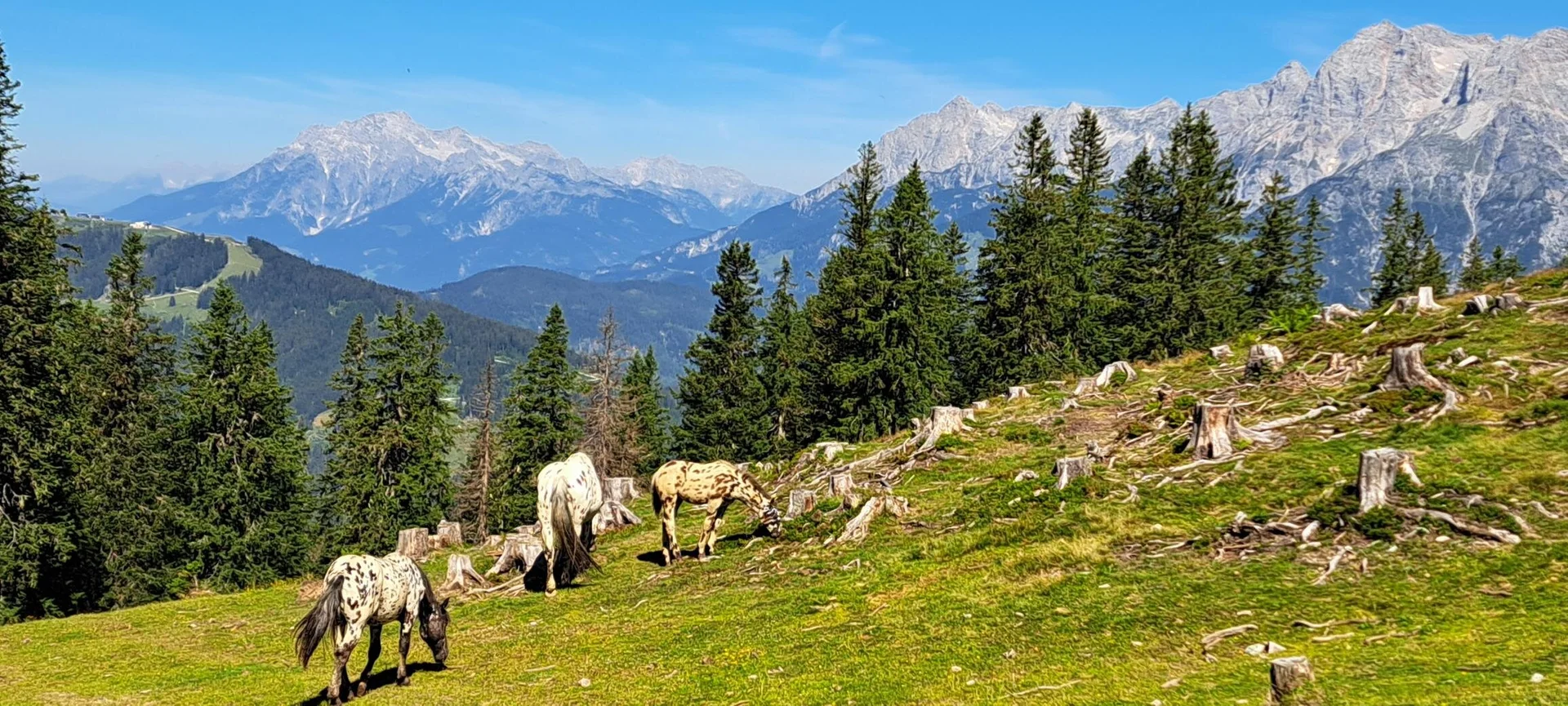 am Almenweg | © privat