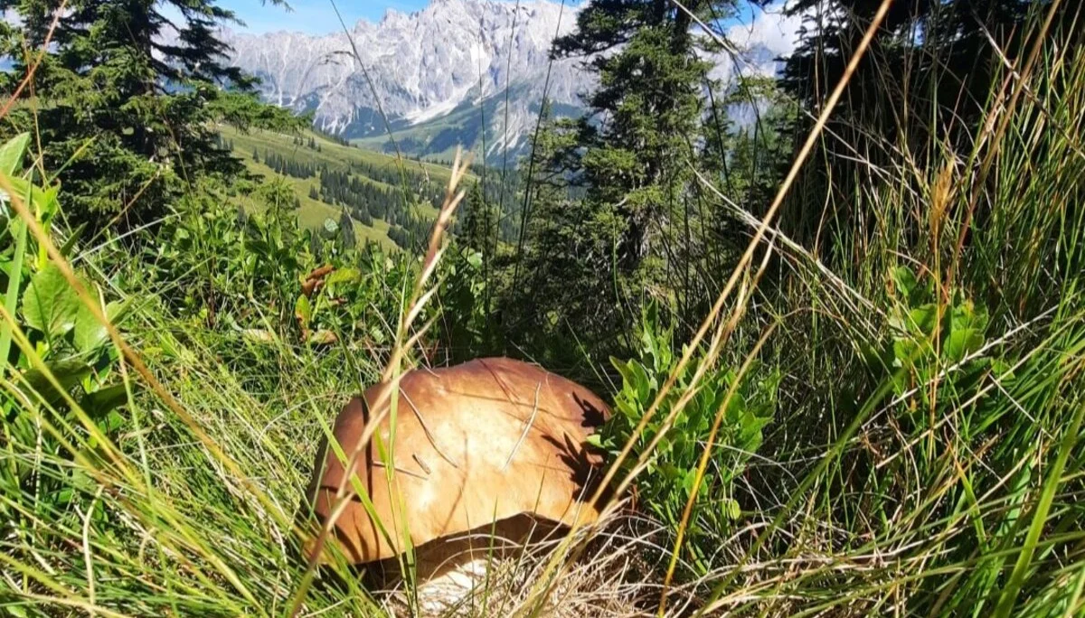 Steinpilz mit Bergblick | © privat