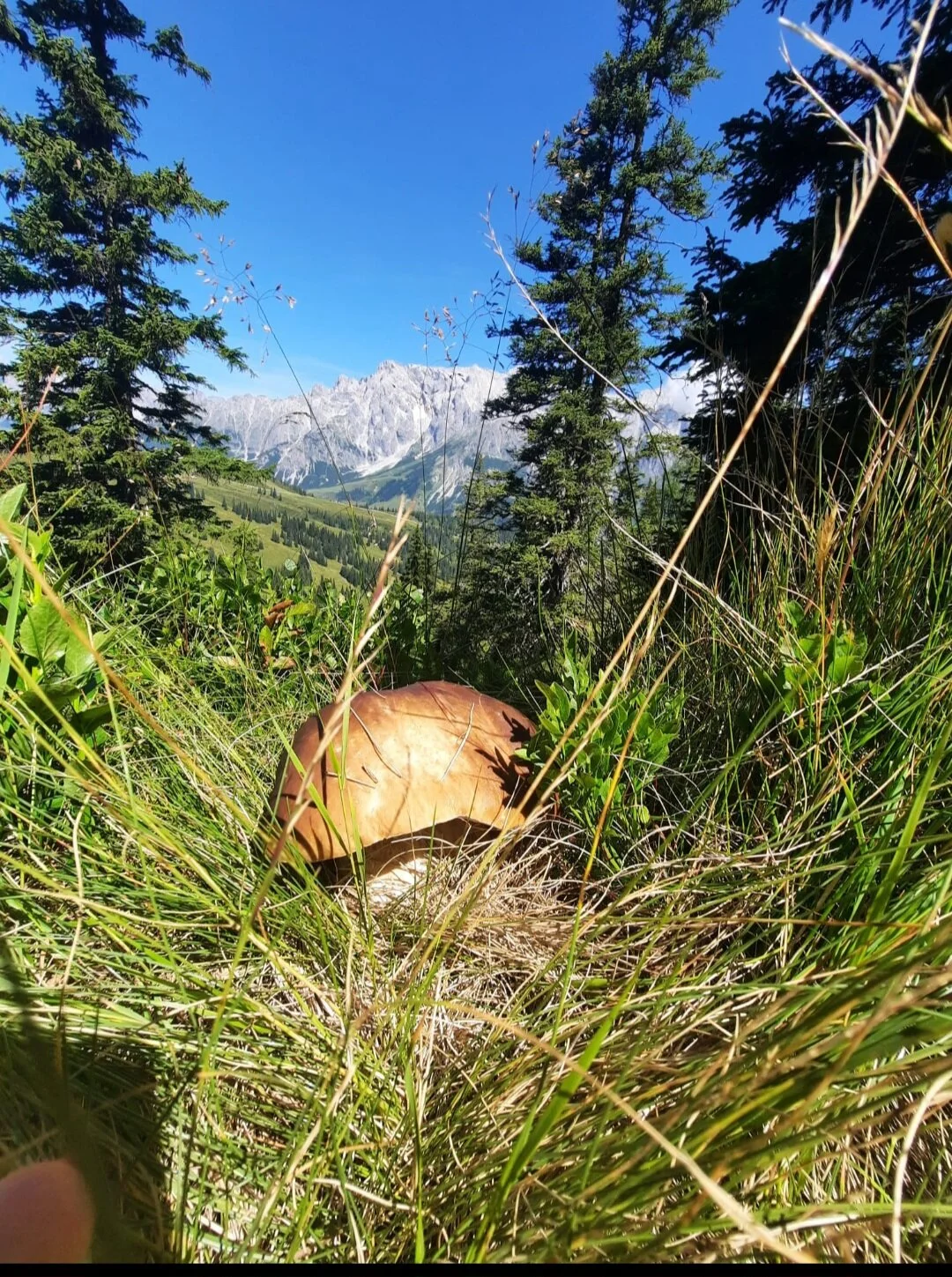 Steinpilz mit Bergblick | © privat