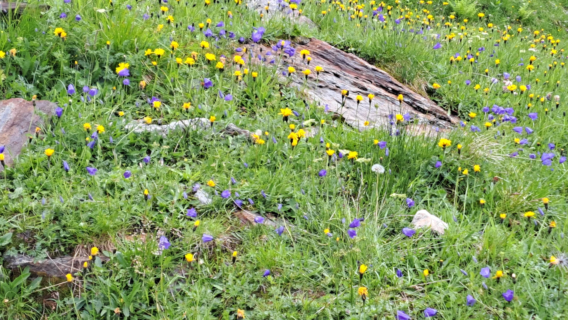 Blumenwiese | © C.Ammann