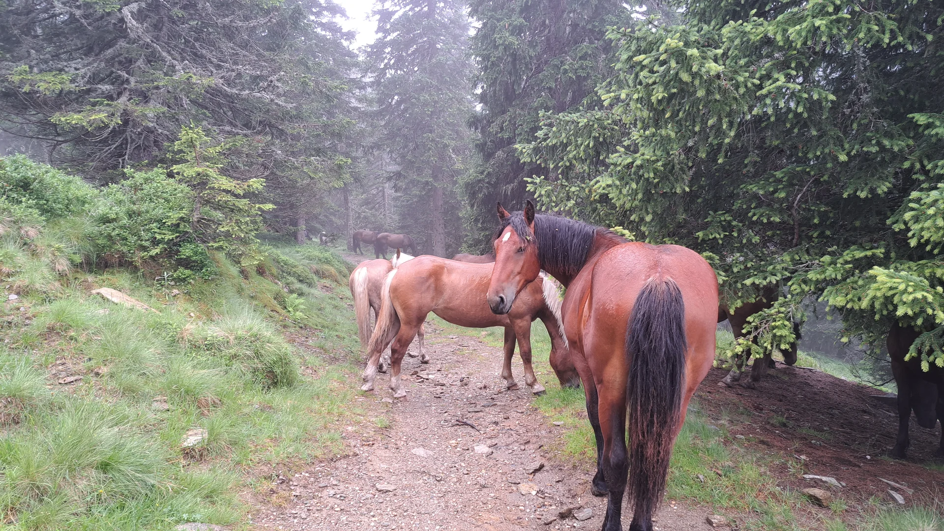 höfliche Begleitung | © J.Fendl