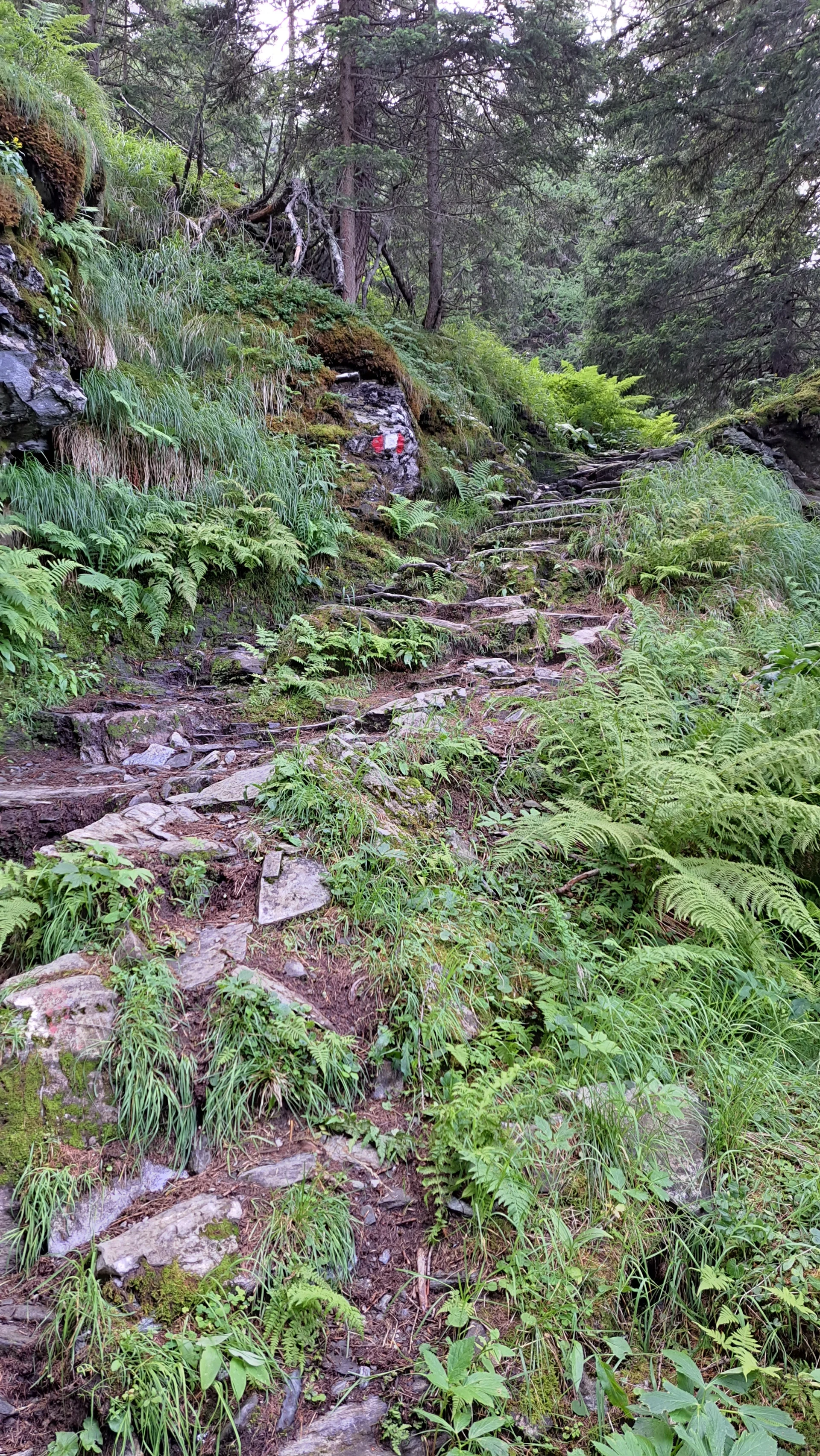 Rauriser Urwald | © C.Ammann