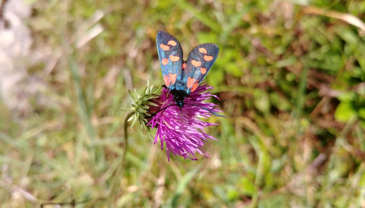 Widderchen auf Distelblüte | © Annette Gröbner
