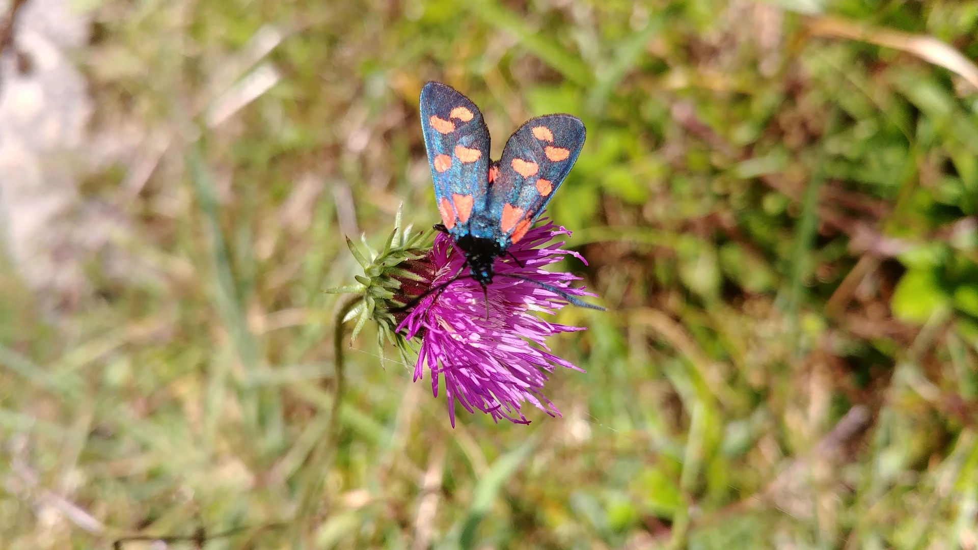 Widderchen auf Distelblüte | © Annette Gröbner