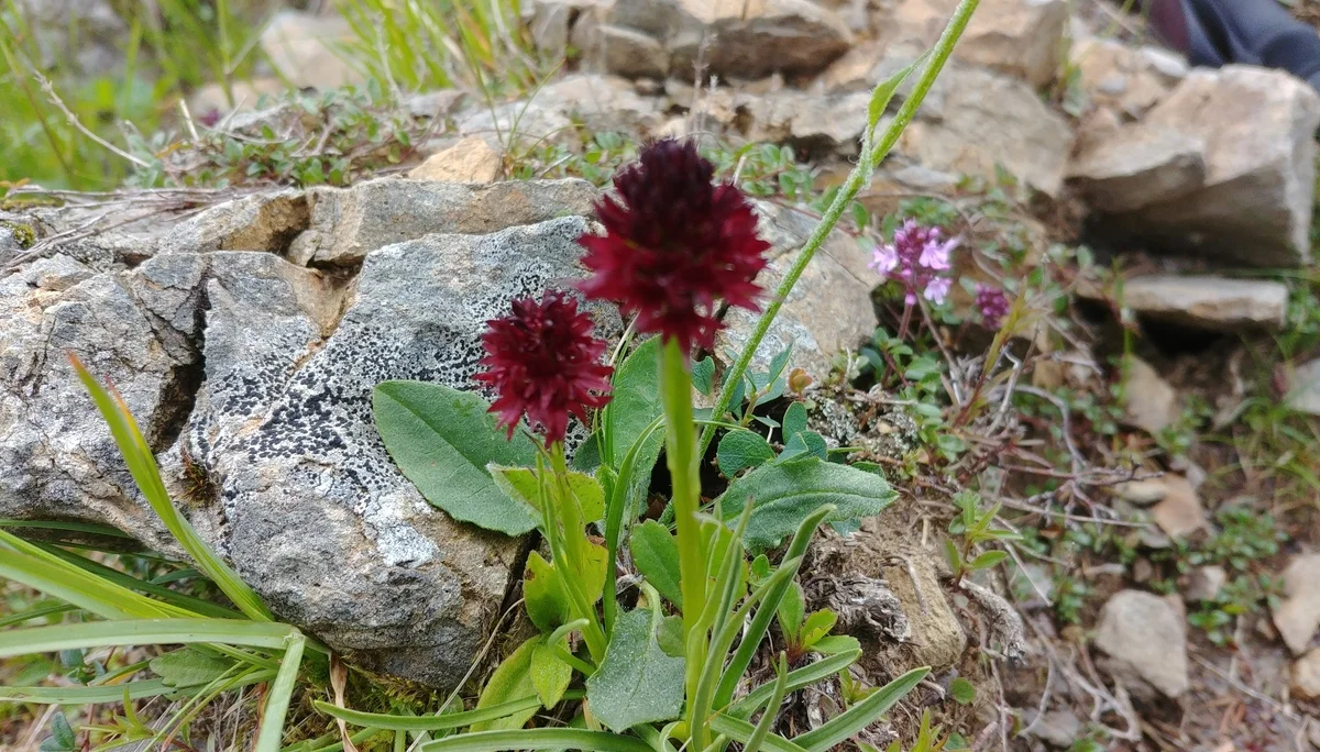 schwarzes Kohlröschen | © A.Roser