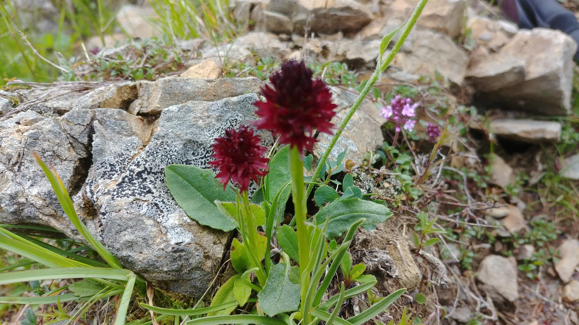 schwarzes Kohlröschen | © A.Roser