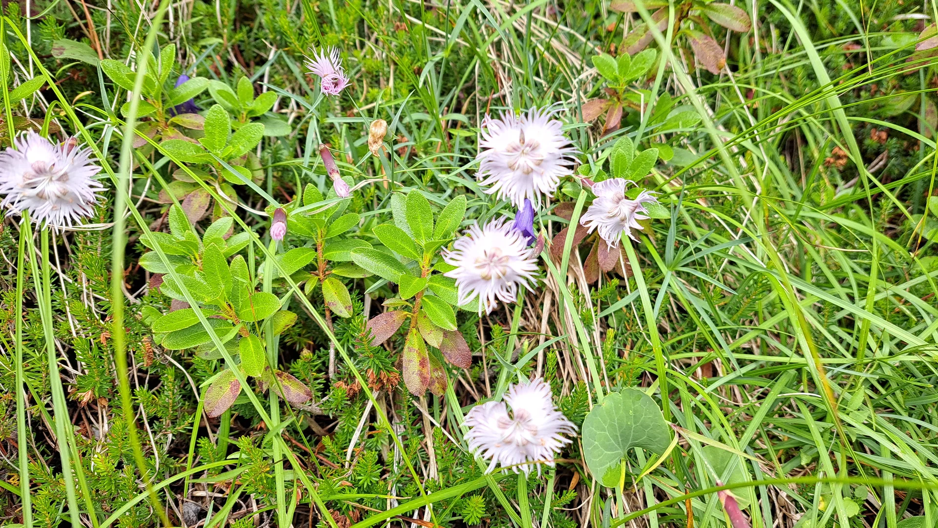 Federnelke | © C.Ammann