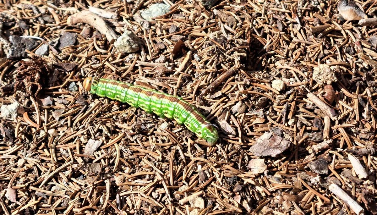 1 Schmetterlingslarve | © C. Ammann