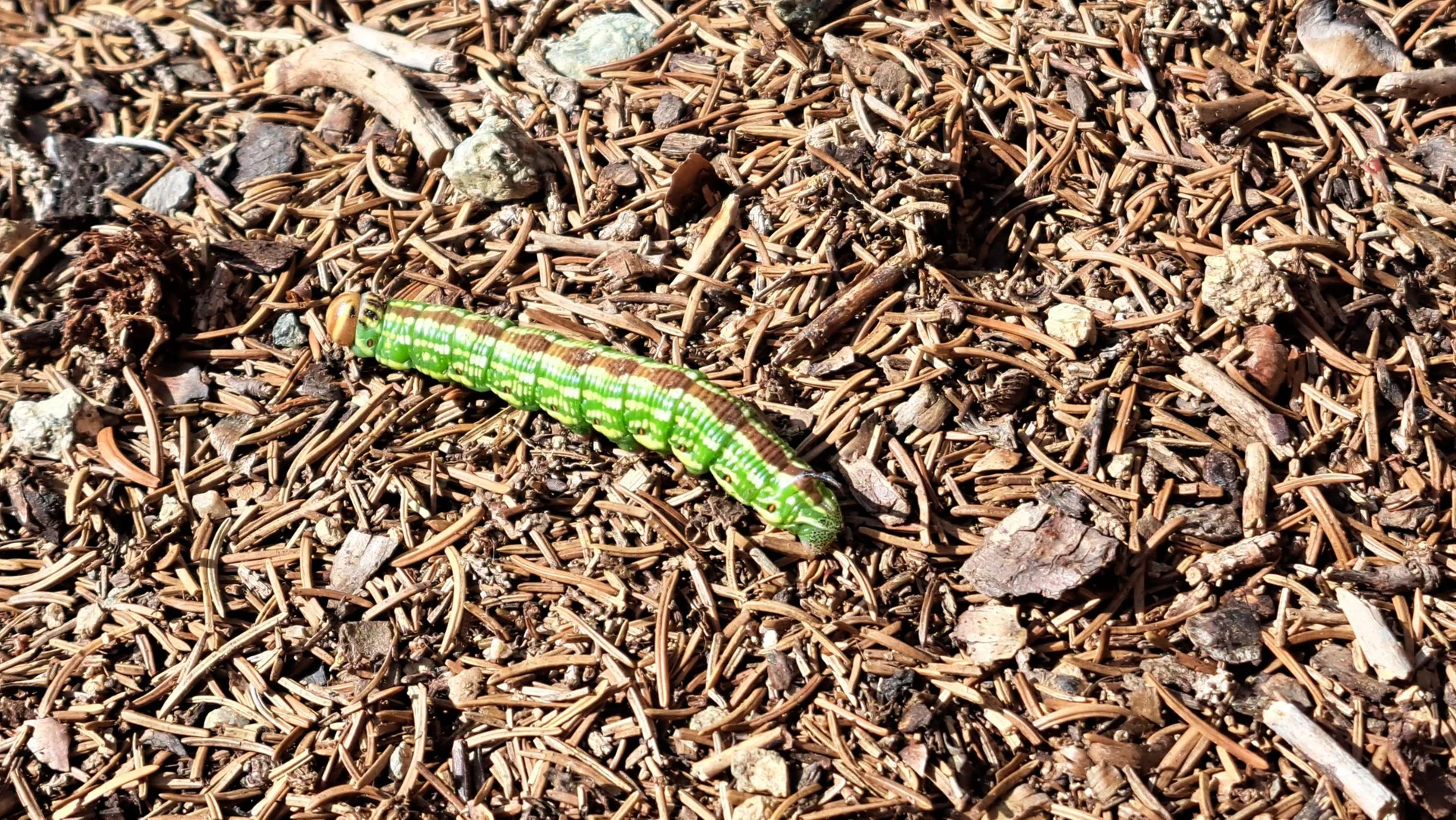 1 Schmetterlingslarve | © C. Ammann