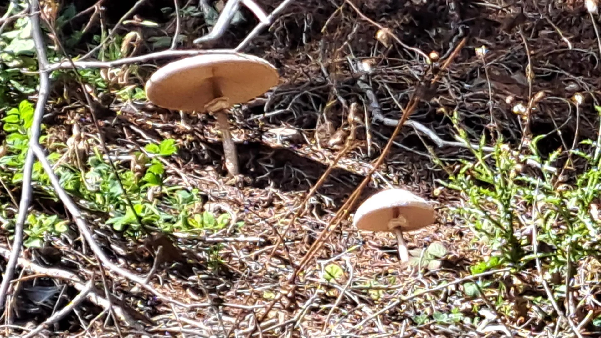 3 Parasole | © C. Ammann