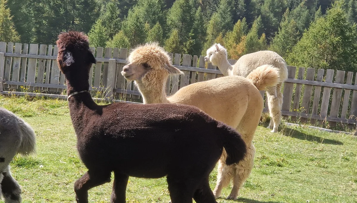 4 Alpakas | © A.Pieper-Bröhl