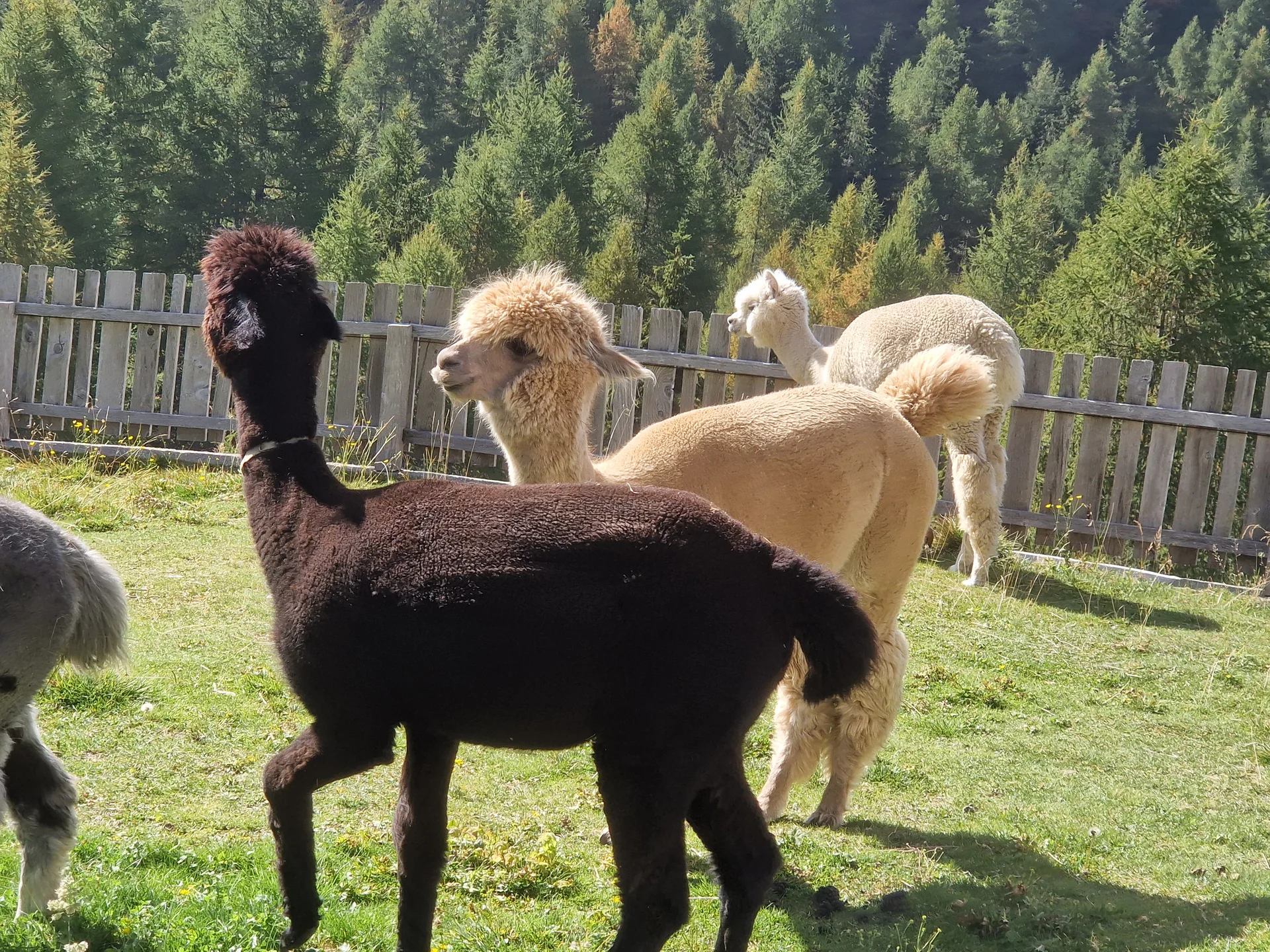 4 Alpakas | © A.Pieper-Bröhl