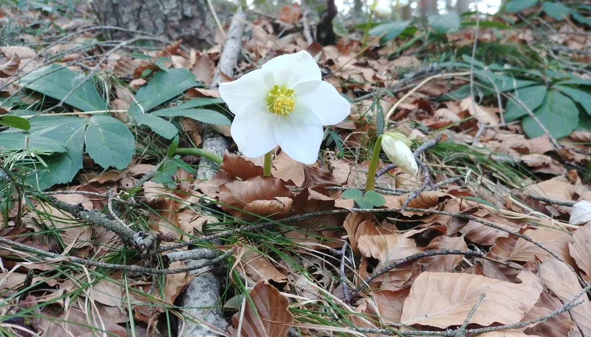 Christrose beim Abstieg vom Pendling | © Annette Gröbner