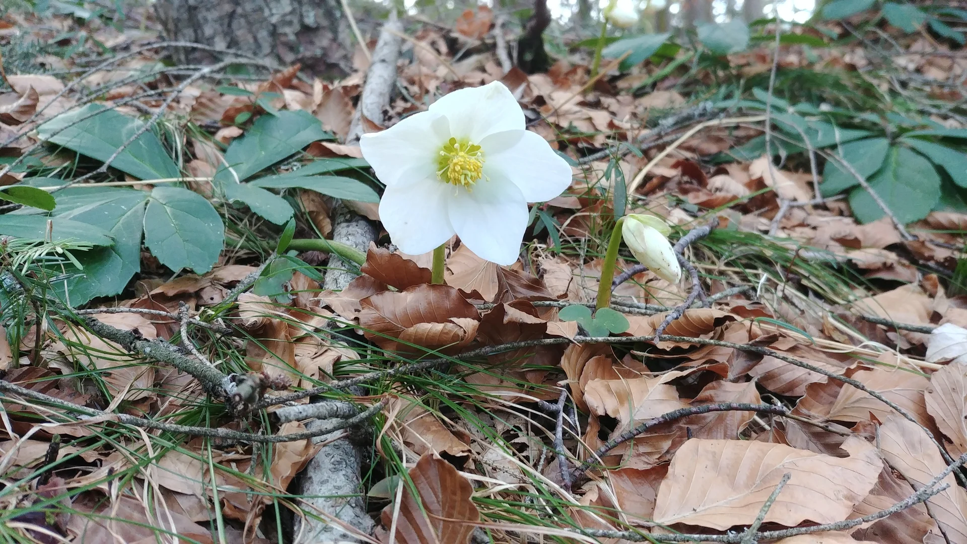 Christrose beim Abstieg vom Pendling | © Annette Gröbner