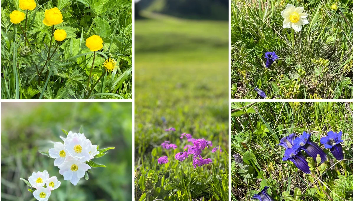 Blumenvielfalt am Berg | © Petra Wiegard