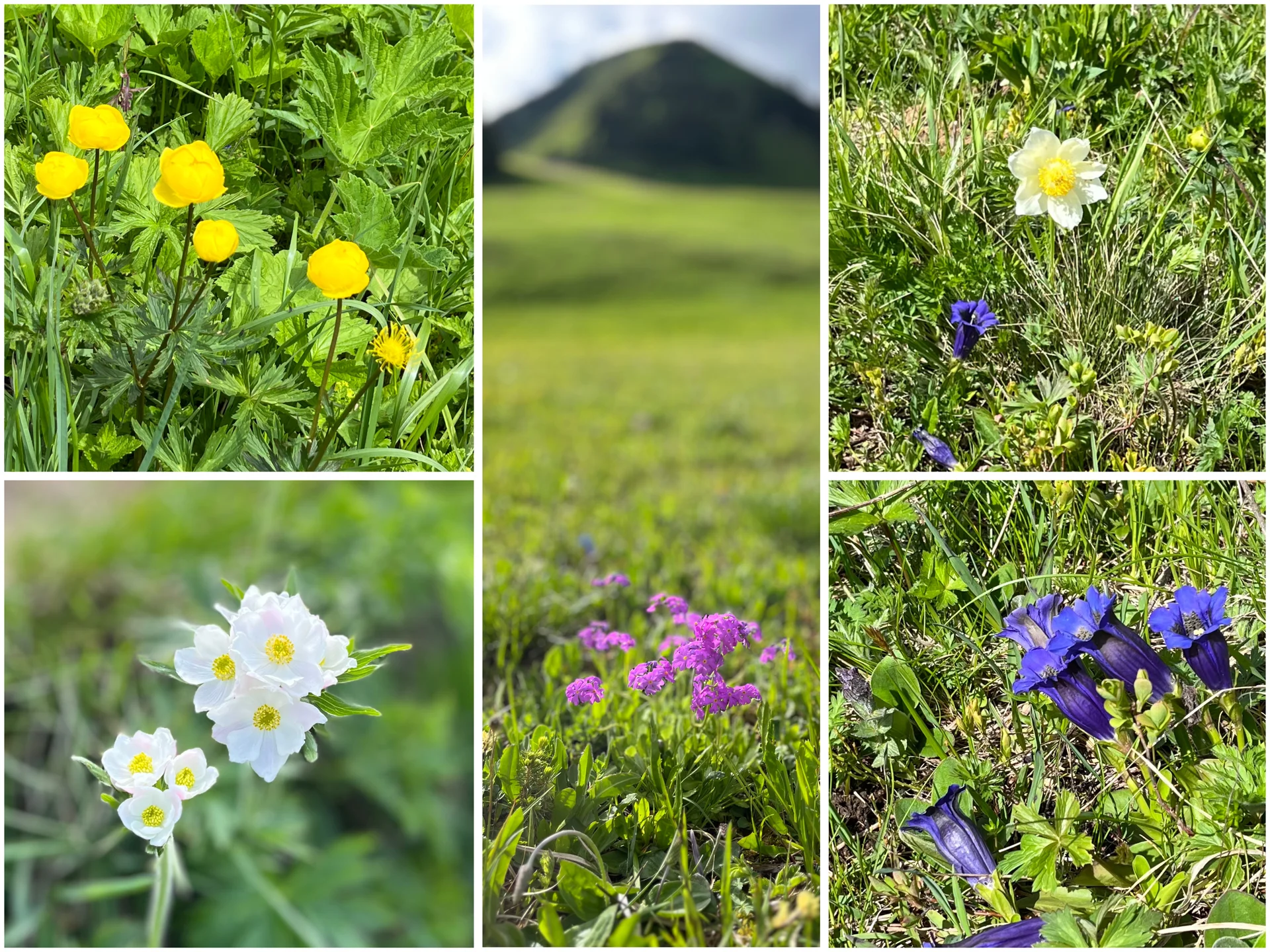 Blumenvielfalt am Berg | © Petra Wiegard