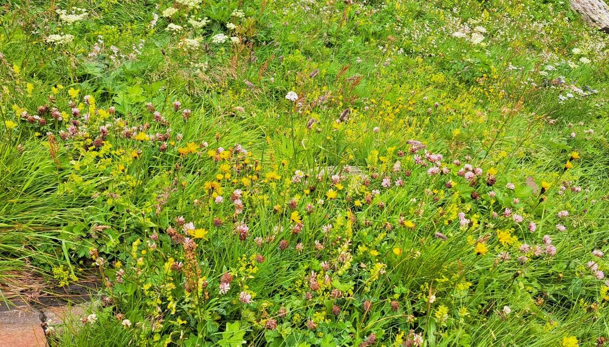 Blumenvielfalt | © C.Ammann