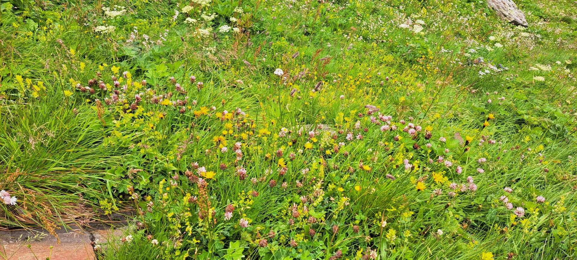 Blumenvielfalt | © C.Ammann