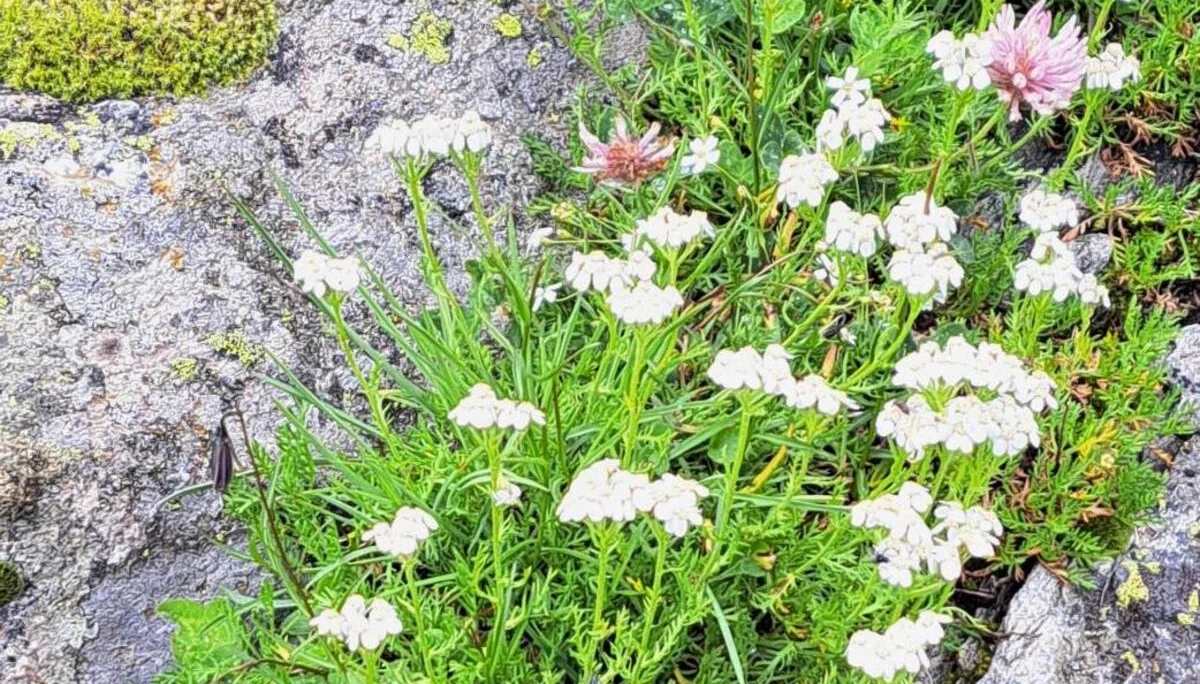 Blumenwiese | © C. Ammann