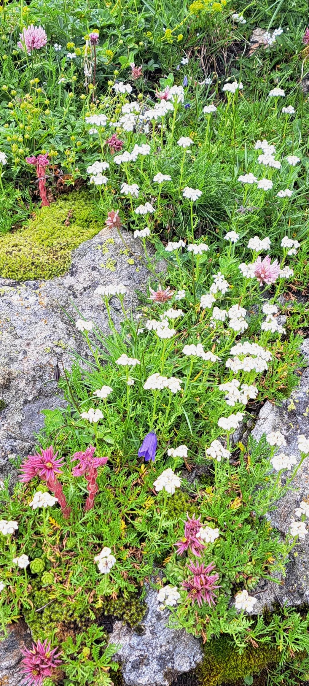 Blumenwiese | © C. Ammann