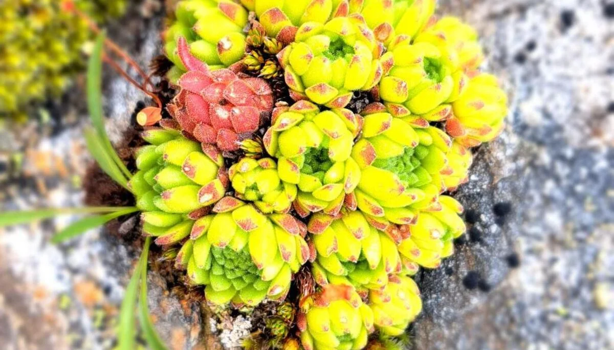 Berg-Hauswurz | © C. Ammann