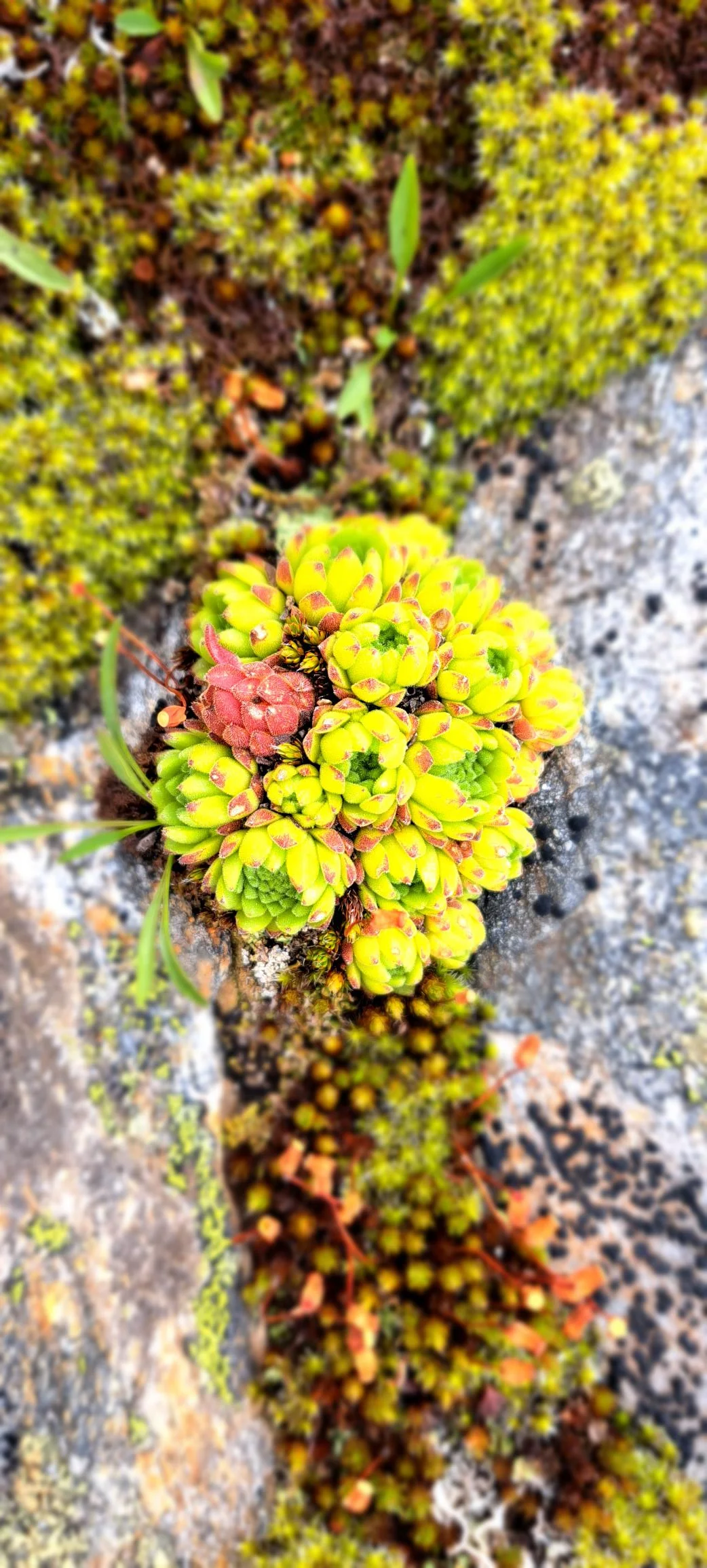 Berg-Hauswurz | © C. Ammann