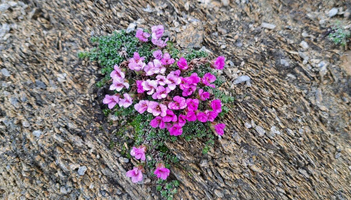 Gegenblättriger Steinbrech | © C.Ammann