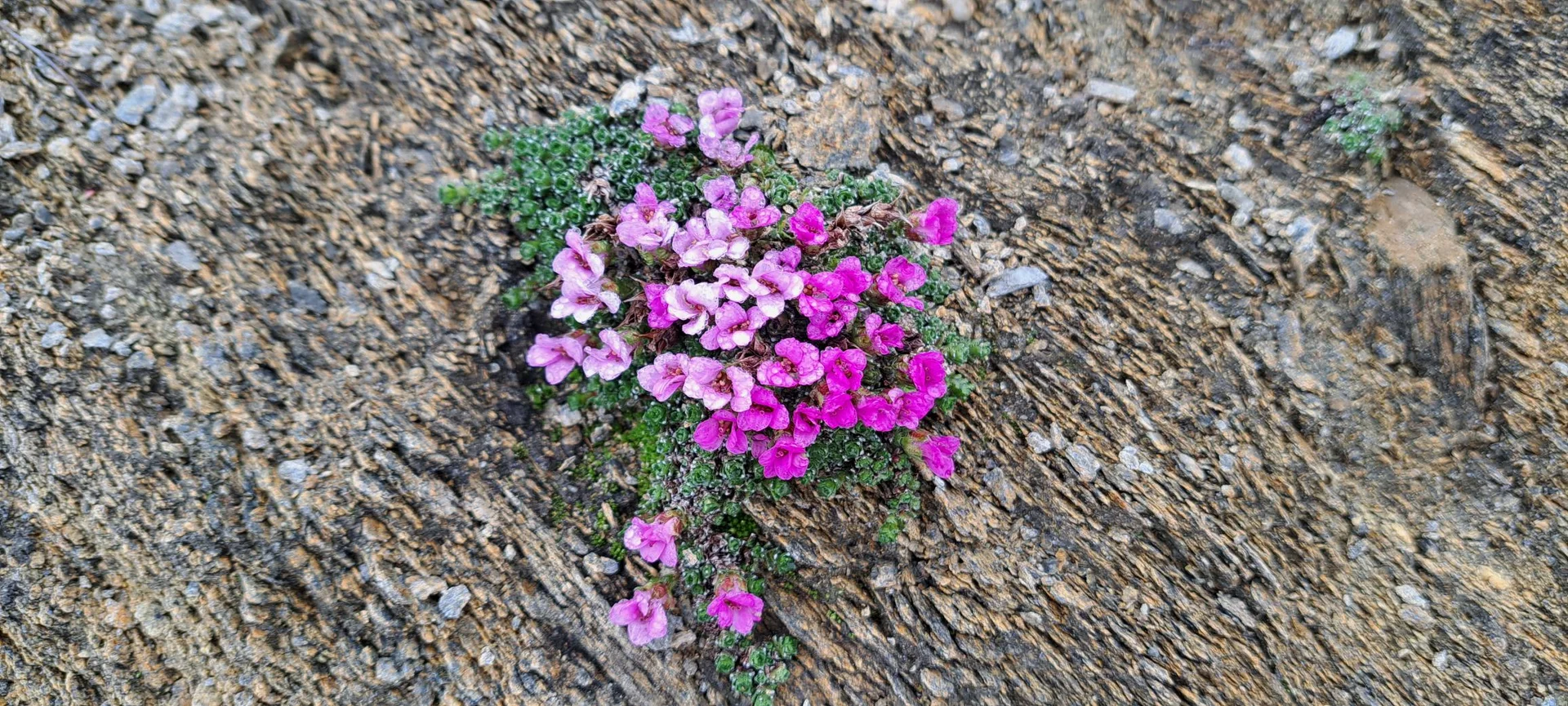 Gegenblättriger Steinbrech | © C.Ammann