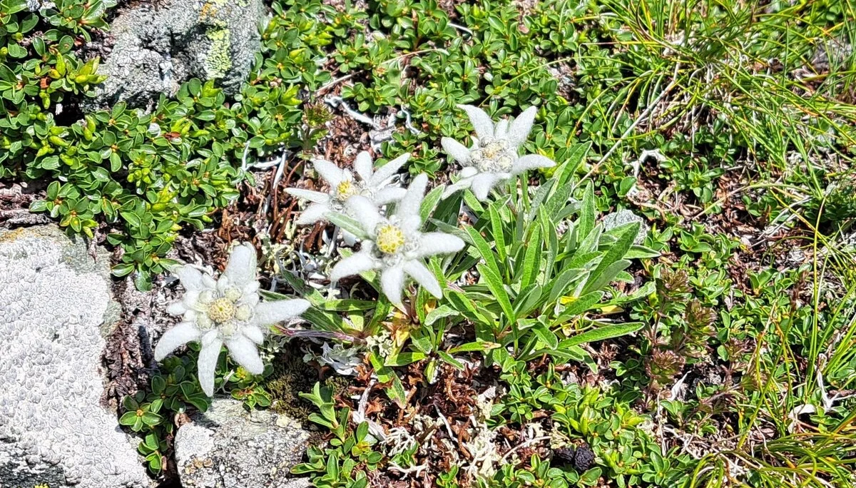 Edelweiß | © C.Ammann