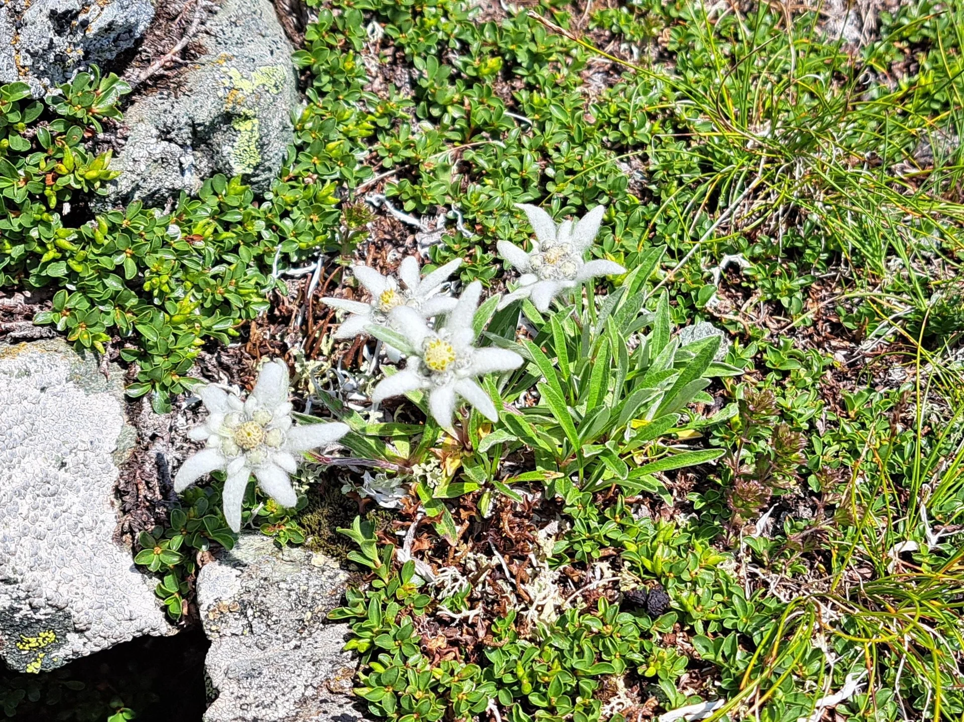 Edelweiß | © C.Ammann