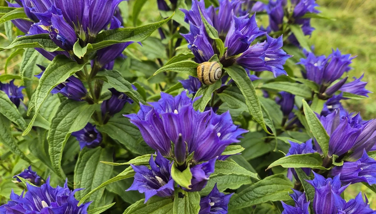 Schwalbenwurz Enzian | © Anni Roser