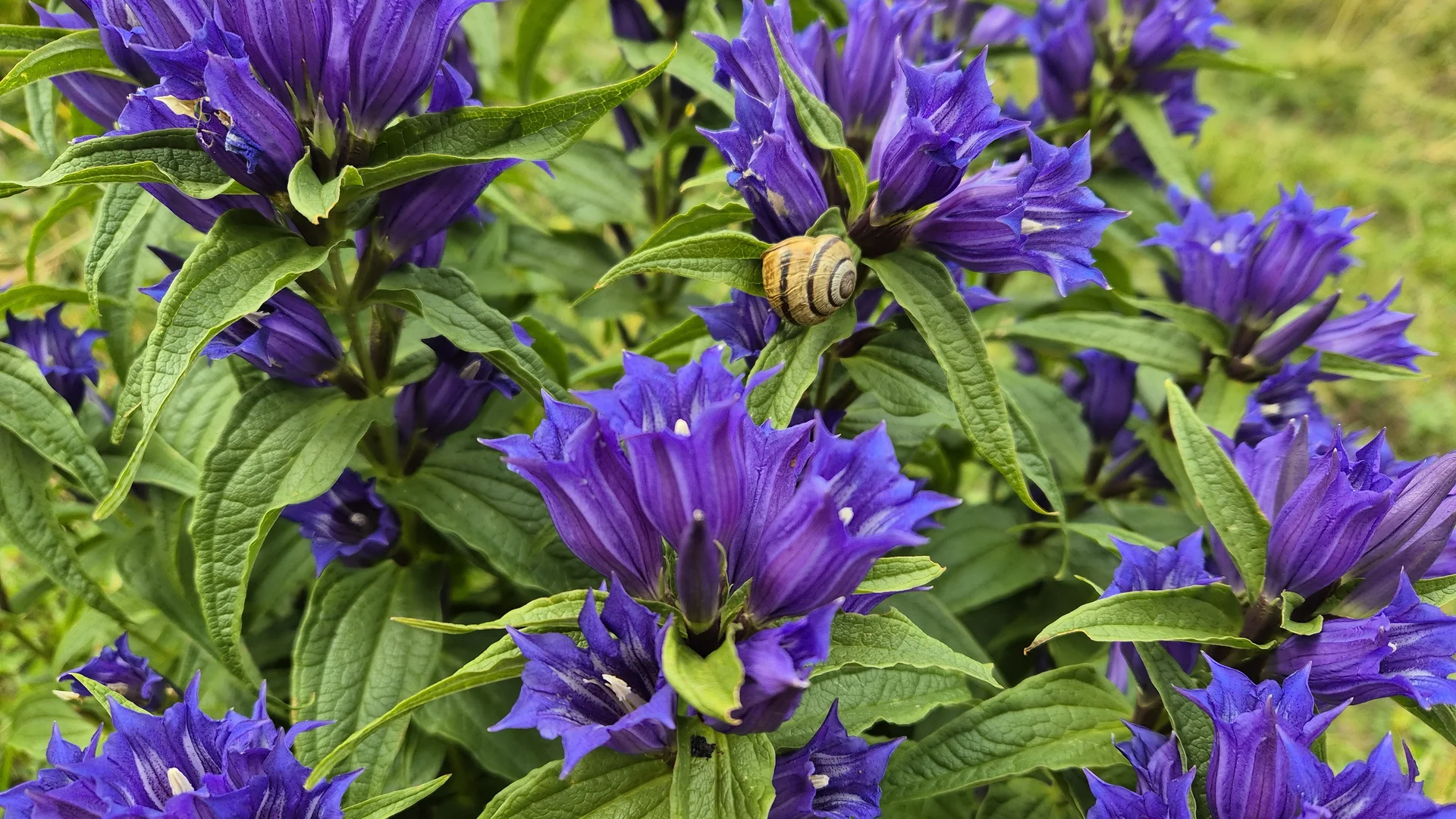 Schwalbenwurz Enzian | © Anni Roser