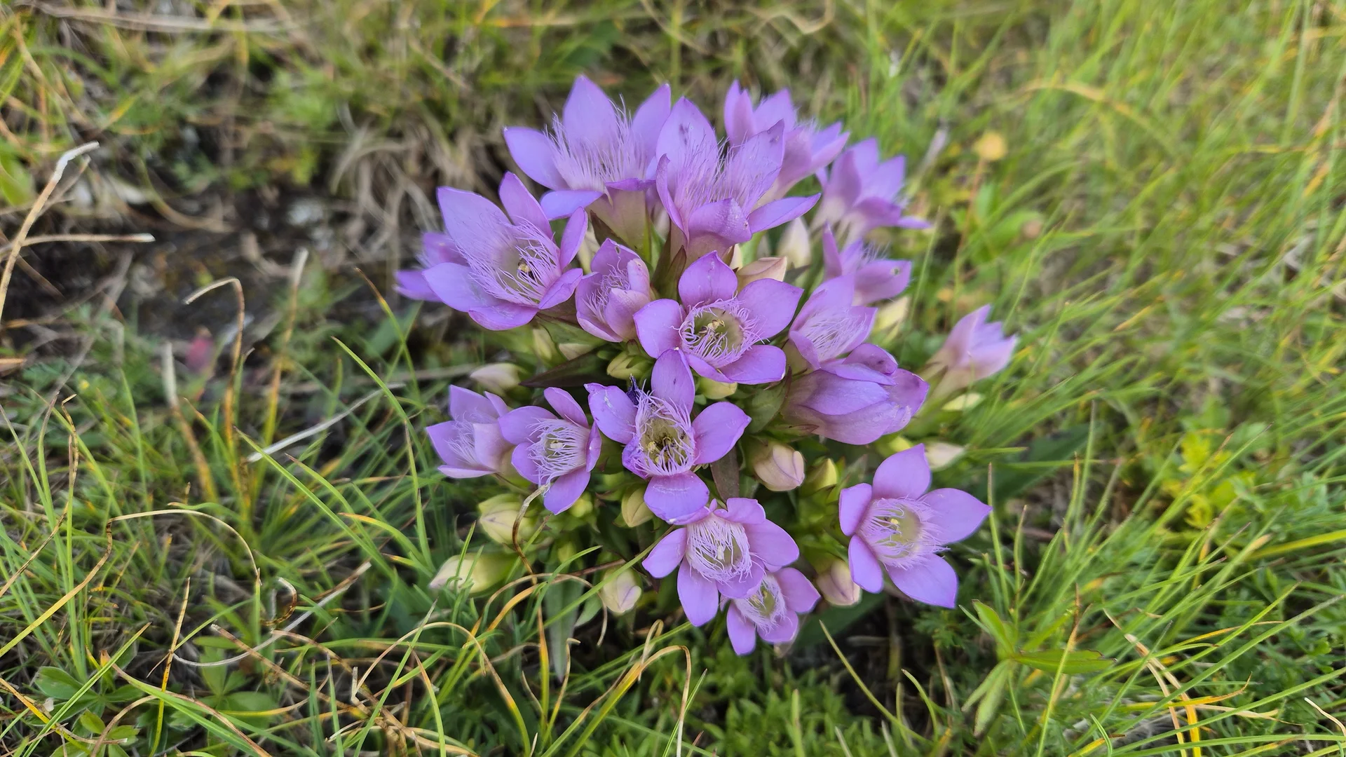 Deutscher Enzian | © Anni Roser