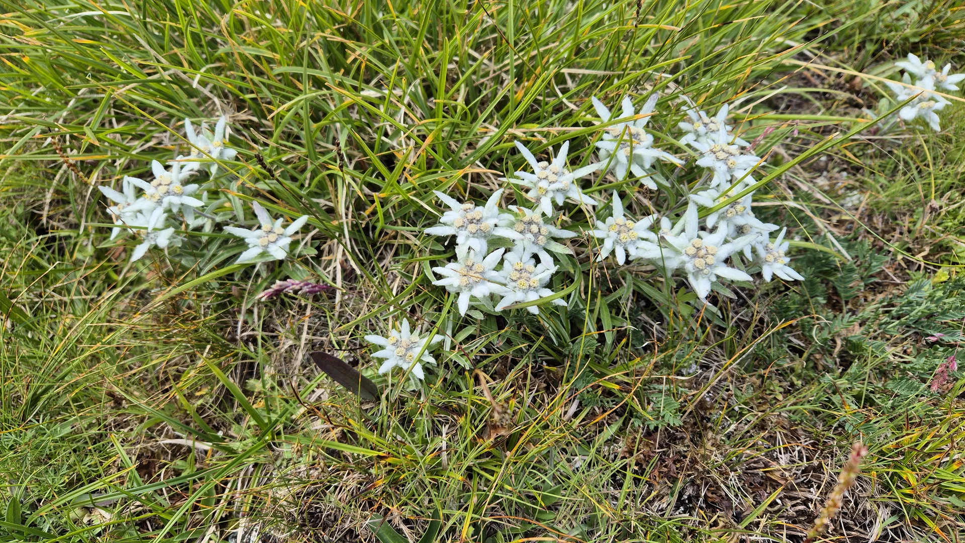 Edelweißgruppe | © Anni Roser