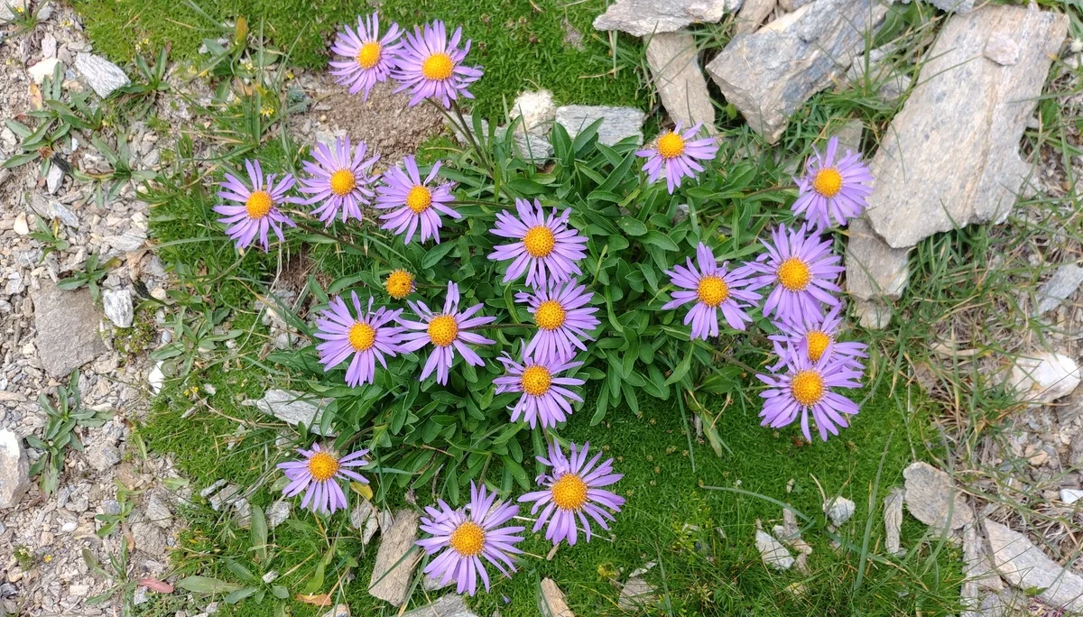 Alpenaster | © Annette Gröbner