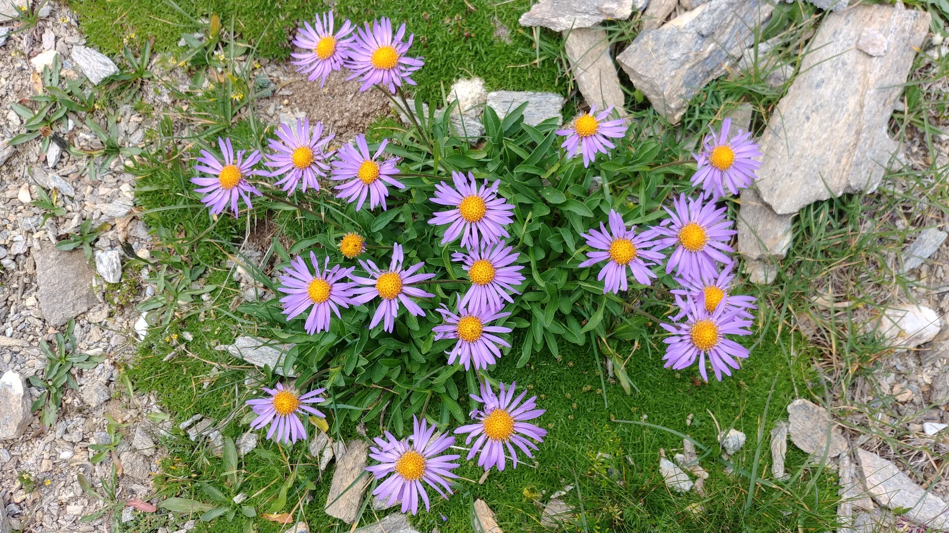 Alpenaster | © Annette Gröbner