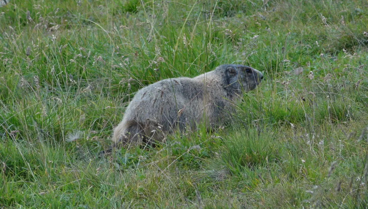 Murmeltier | © W.Schweinberger