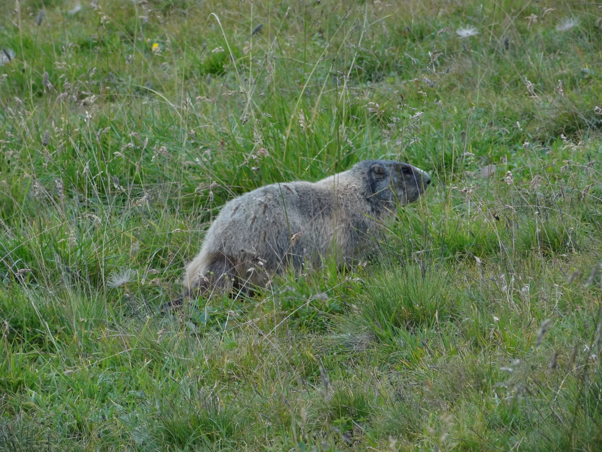 Murmeltier | © W.Schweinberger