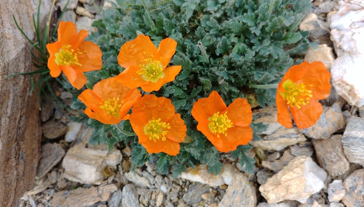 Alpenmohn | © Annette Gröbner