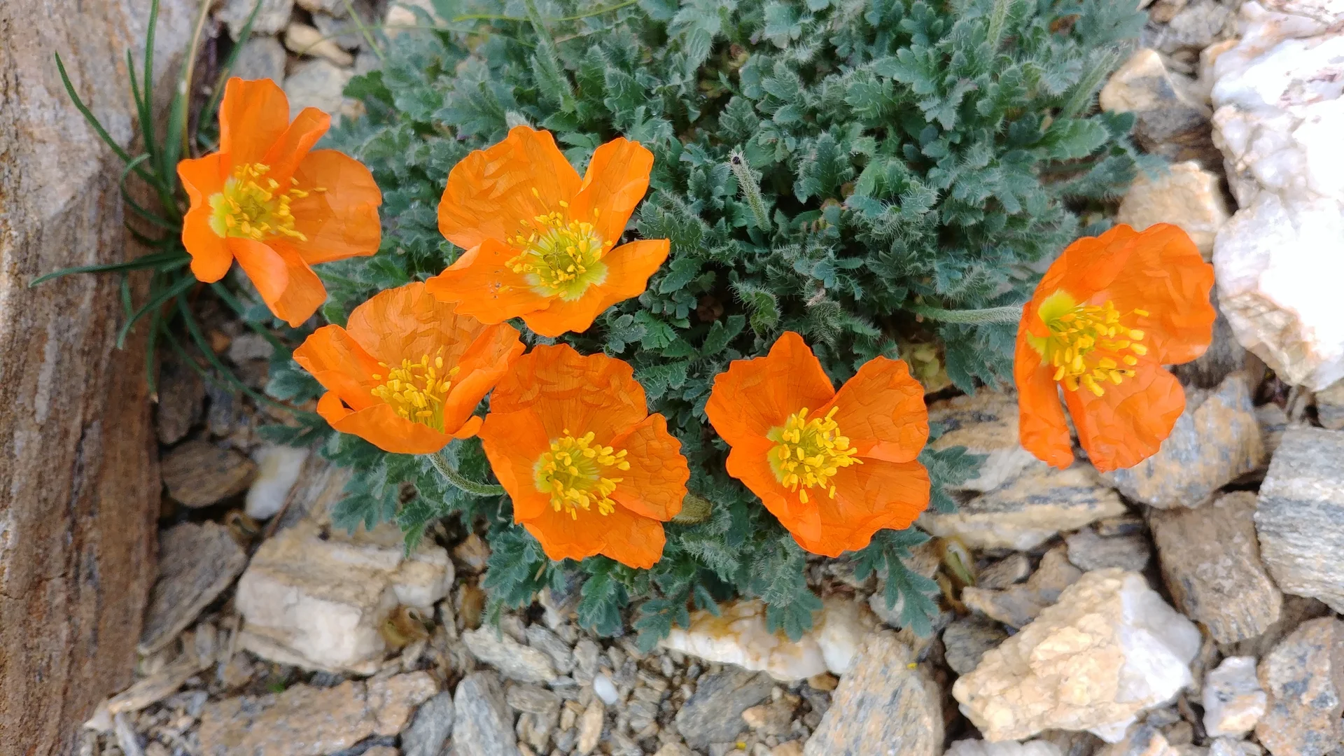 Alpenmohn | © Annette Gröbner