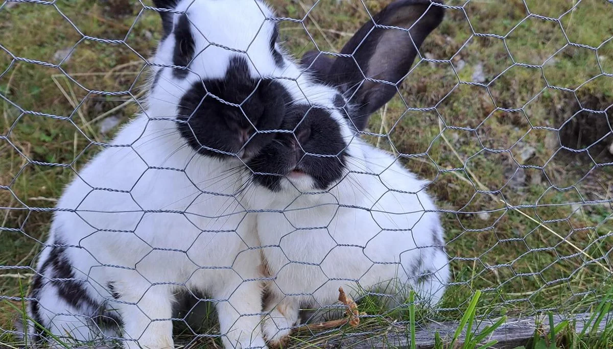 Tierliebe | © C.Ammann