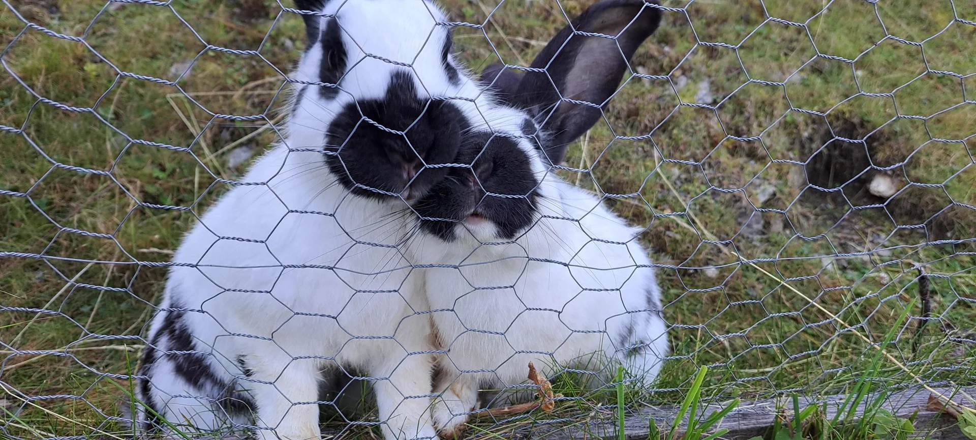 Tierliebe | © C.Ammann