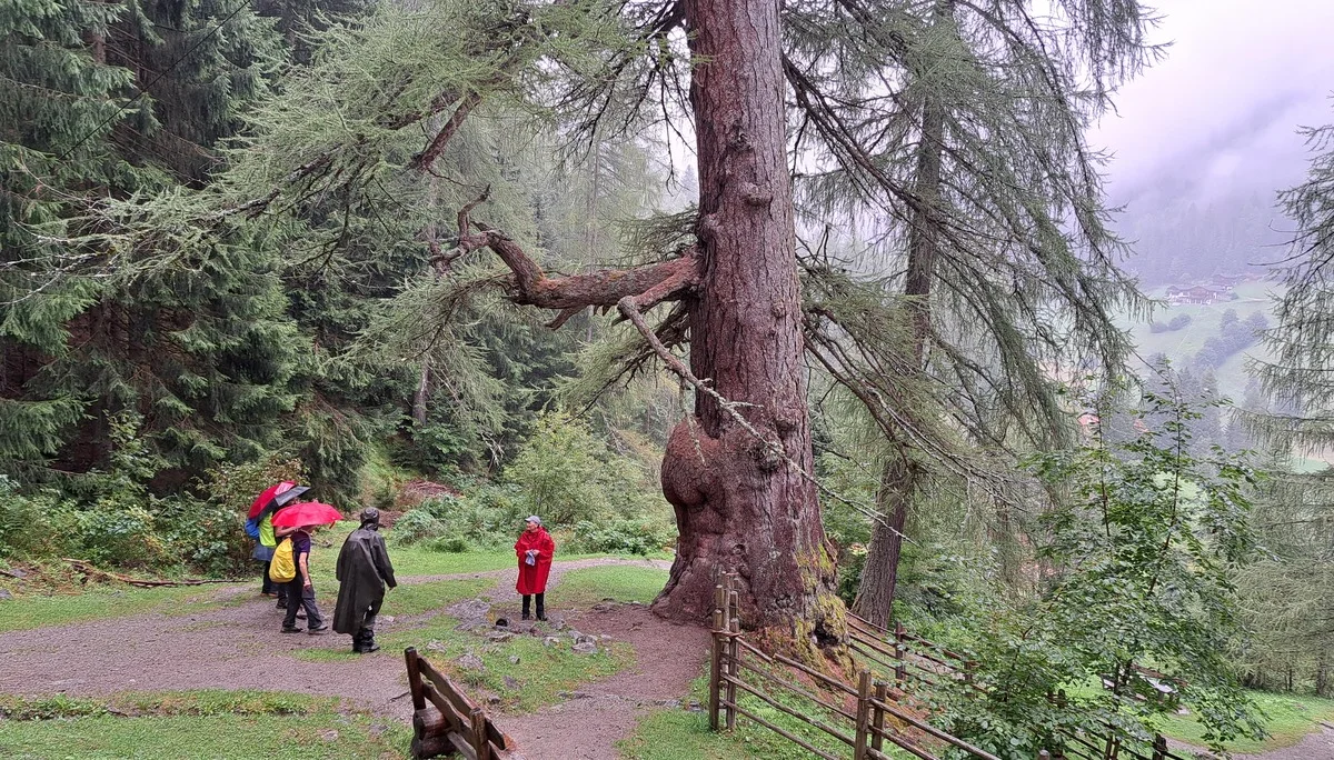 An den Ultener Urlärchen | © Sepp Fendl