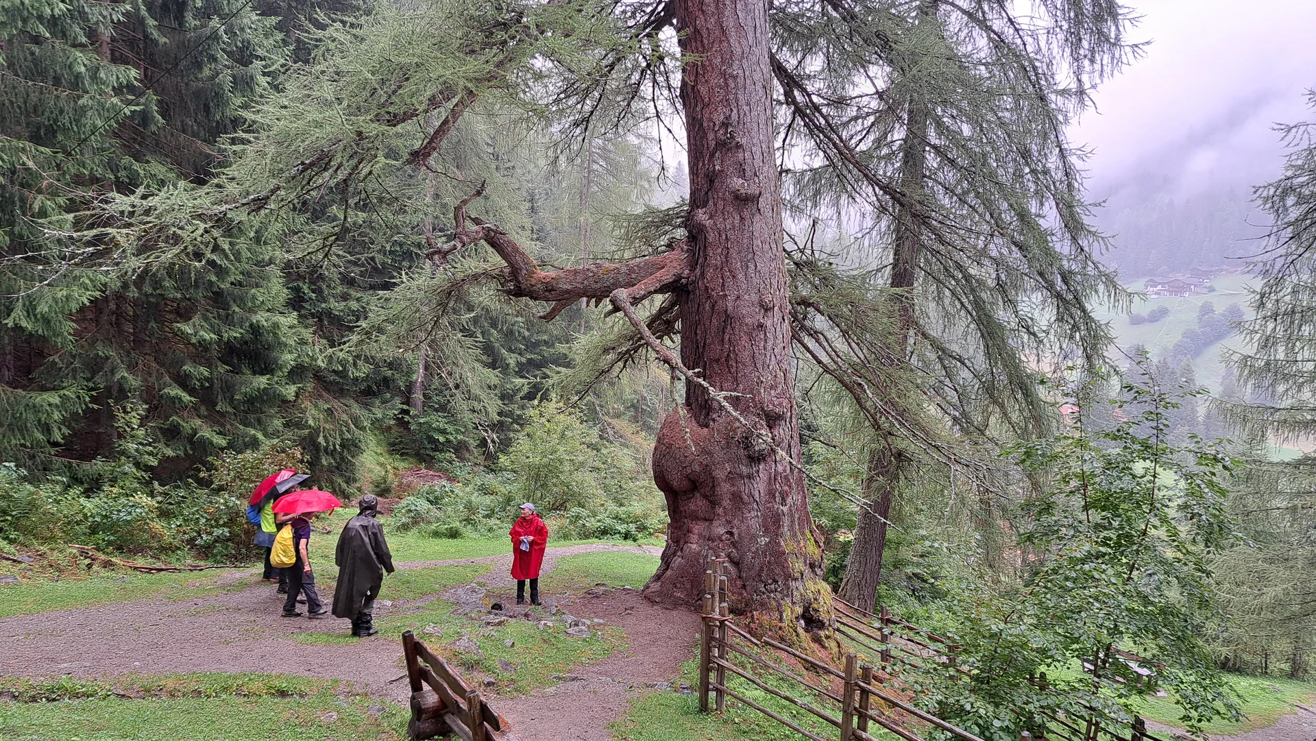 An den Ultener Urlärchen | © Sepp Fendl