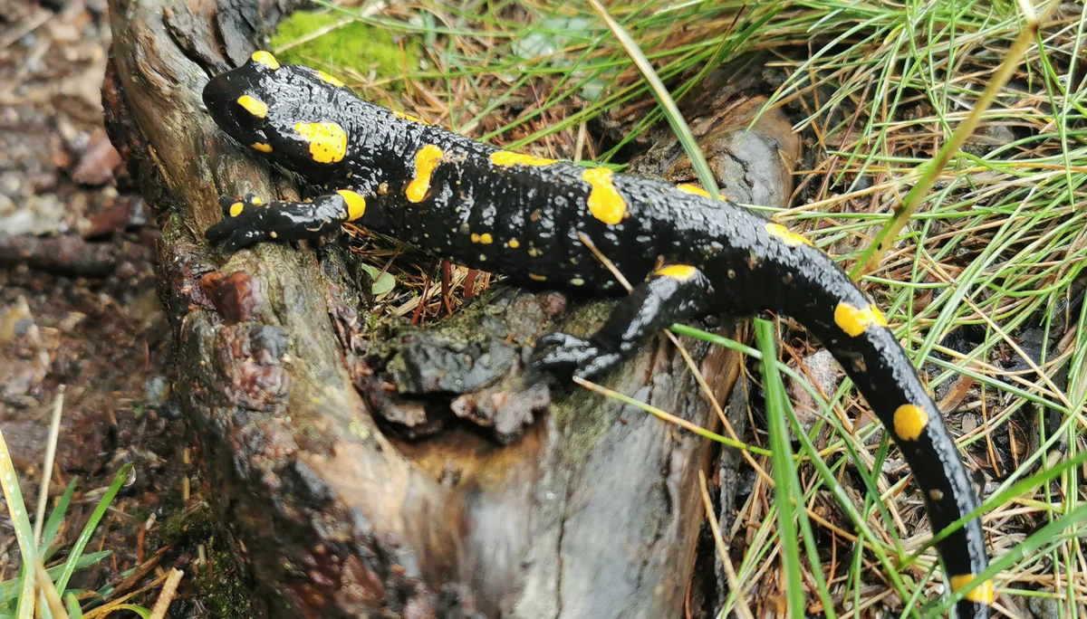 Feuersalamandere | © Rudi Kappler